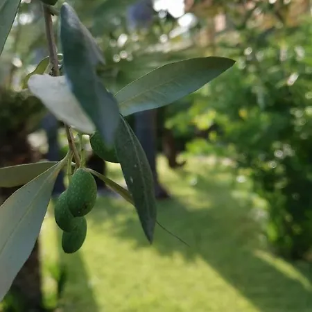 Maresole Tra L'etna E Taormina * Mascali